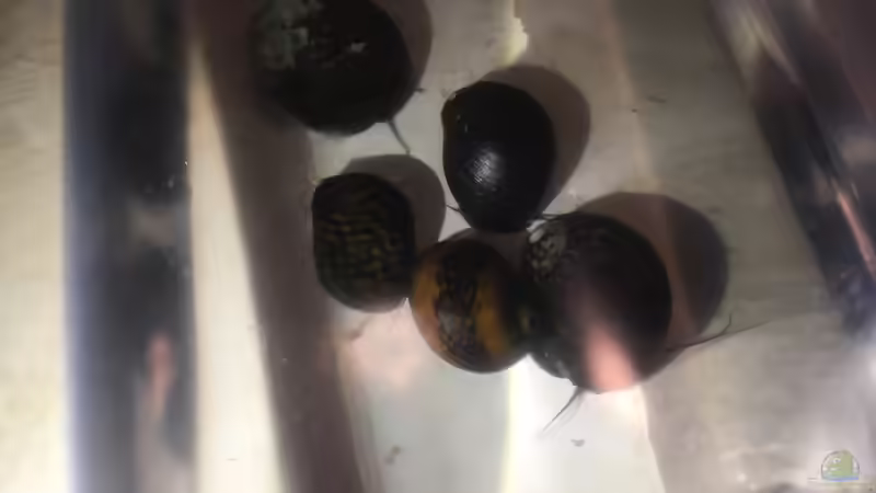 Besatz im Aquarium Aufgelöst Becken 33922 Ceylons Raumteiler von Ceylon (49)