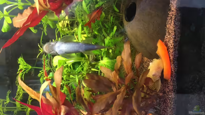 Besatz im Aquarium Aufgelöst Becken 33922 Ceylons Raumteiler von Ceylon (50)