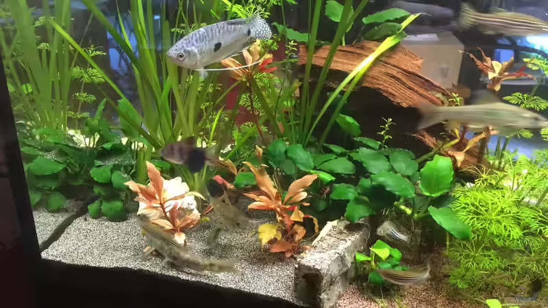 Besatz im Aquarium Aufgelöst Becken 33922 Ceylons Raumteiler von Ceylon (52)