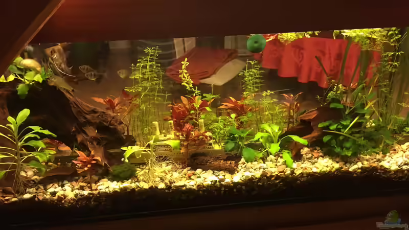 Besatz im Aquarium Aufgelöst Becken 33922 Ceylons Raumteiler von Ceylon (54)