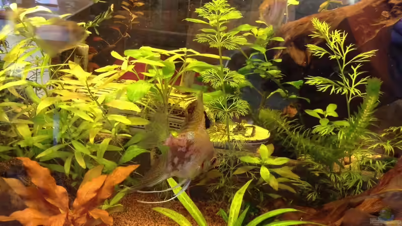 Besatz im Aquarium Aufgelöst Becken 33922 Ceylons Raumteiler von Ceylon (72)