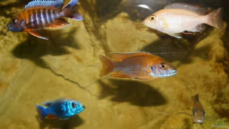 Besatz im Aquarium AUFGELÖST Malawi - Aulonocara von Schdäff (35)