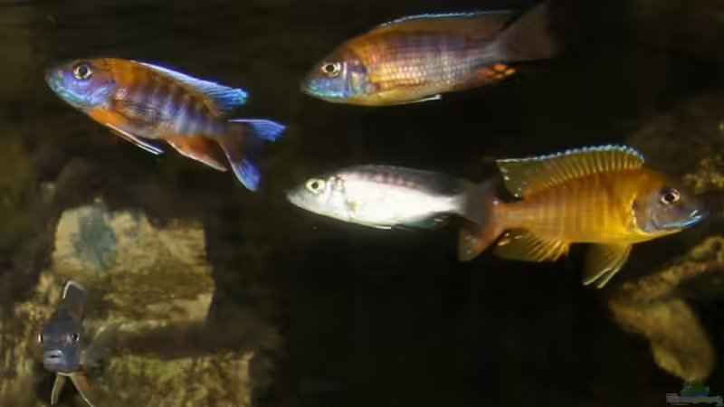 Besatz im Aquarium AUFGELÖST Malawi - Aulonocara von Schdäff (37)