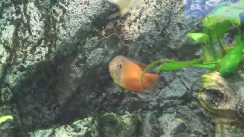 Besatz im Aquarium Aufgelöst Nur noch als Beispiel von Stefan (10)
