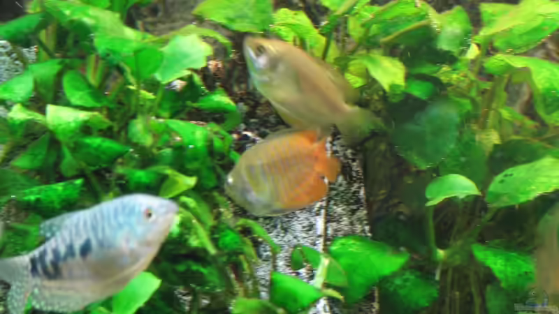 Besatz im Aquarium Aufgelöst Nur noch als Beispiel von Stefan (11)