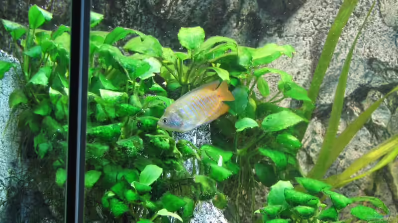 Besatz im Aquarium Aufgelöst Nur noch als Beispiel von Stefan (12)