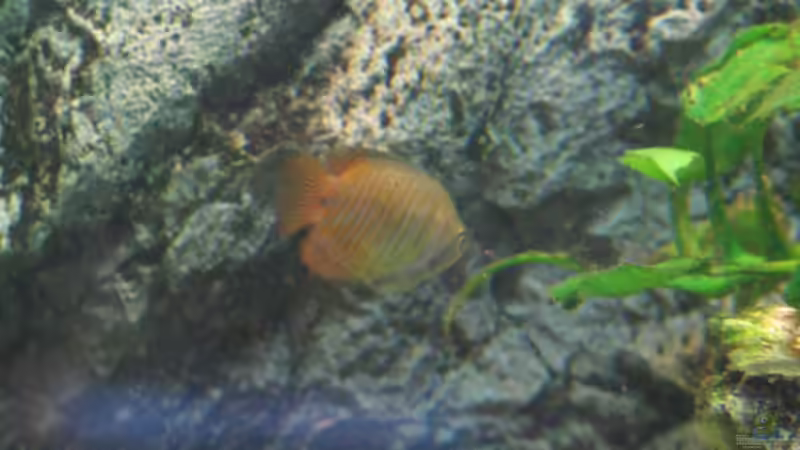 Besatz im Aquarium Aufgelöst Nur noch als Beispiel von Stefan (14)