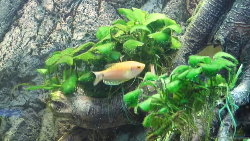 Besatz im Aquarium Aufgelöst Nur noch als Beispiel von Stefan (15)