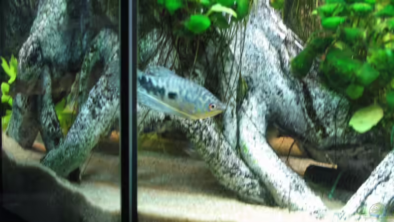 Besatz im Aquarium Aufgelöst Nur noch als Beispiel von Stefan (16)