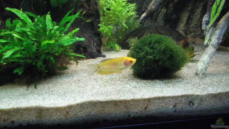 Besatz im Aquarium Aufgelöst Nur noch als Beispiel von Stefan (17)