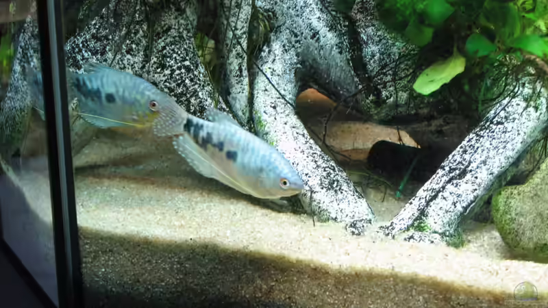 Besatz im Aquarium Aufgelöst Nur noch als Beispiel von Stefan (18)