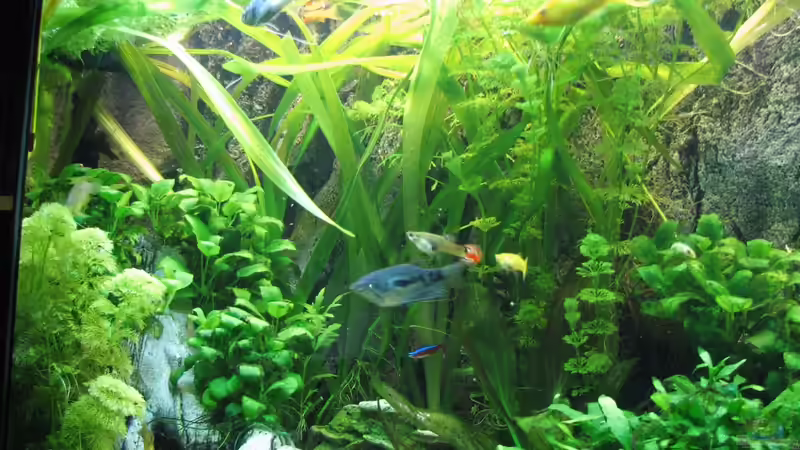 Besatz im Aquarium Aufgelöst Nur noch als Beispiel von Stefan (20)