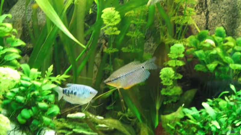 Besatz im Aquarium Aufgelöst Nur noch als Beispiel von Stefan (21)