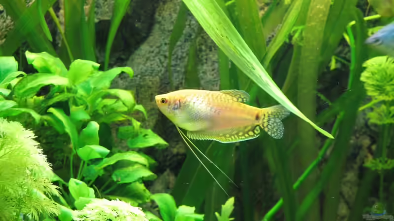 Besatz im Aquarium Aufgelöst Nur noch als Beispiel von Stefan (22)