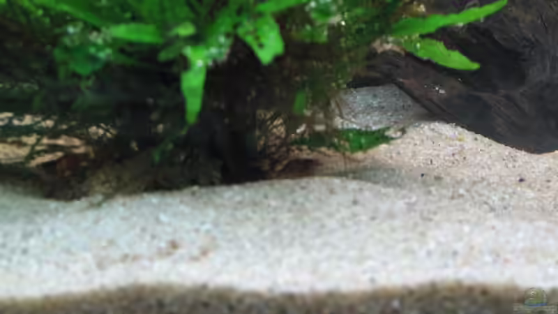 Besatz im Aquarium Aufgelöst Nur noch als Beispiel von Stefan (7)