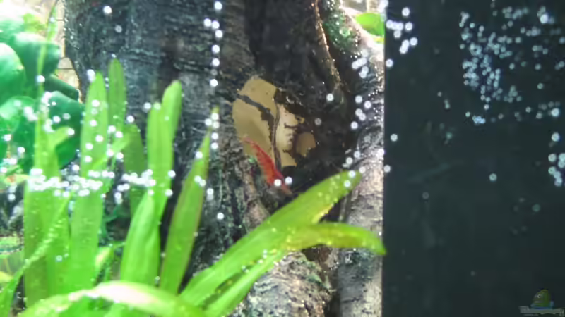 Besatz im Aquarium Aufgelöst Nur noch als Beispiel von Stefan (8)