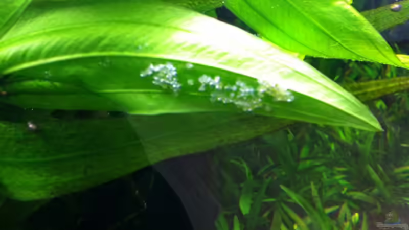 Besatz im Aquarium aufgelöst von Dani B (40)