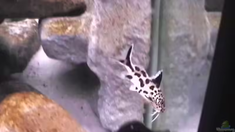 Besatz im Aquarium aufgelöstBecken 2668 von Justus (18)