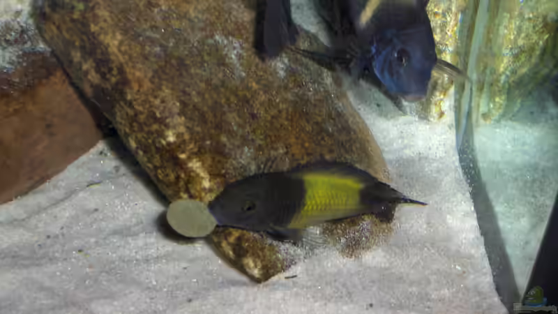 Besatz im Aquarium aufgelöstBecken 2668 von Justus (21)