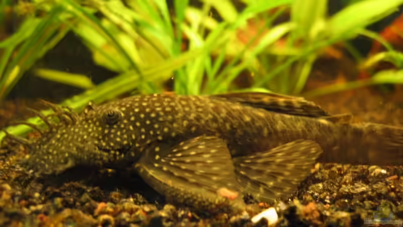 Besatz im Aquarium aufgelöstBecken 2668 von Justus (24)