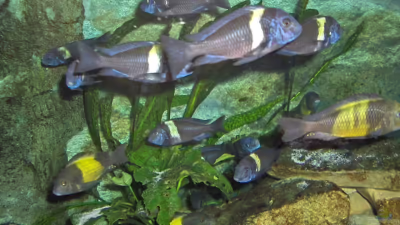 Besatz im Aquarium aufgelöstBecken 2668 von Justus (27)