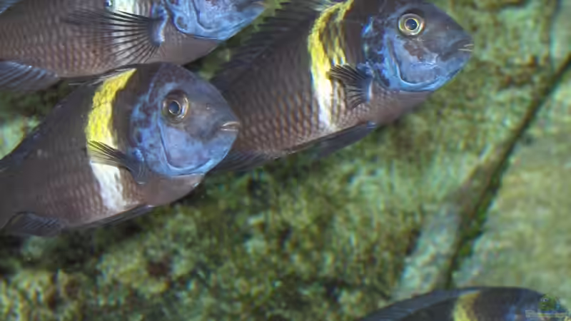 Besatz im Aquarium aufgelöstBecken 2668 von Justus (28)