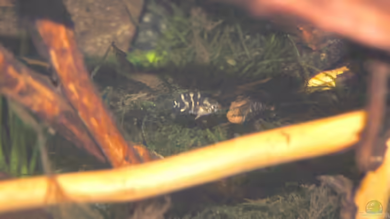 Besatz im Aquarium Aufzucht Rocio (nur noch Beispiel) von ml69 (17)