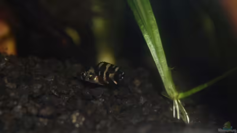 Besatz im Aquarium Aufzucht Rocio (nur noch Beispiel) von ml69 (18)