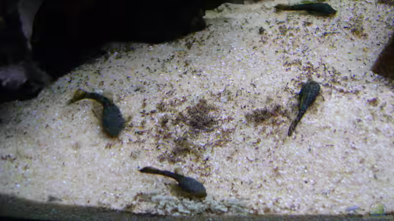 Besatz im Aquarium Aufzuchtbecken von Franz Wüest (7)