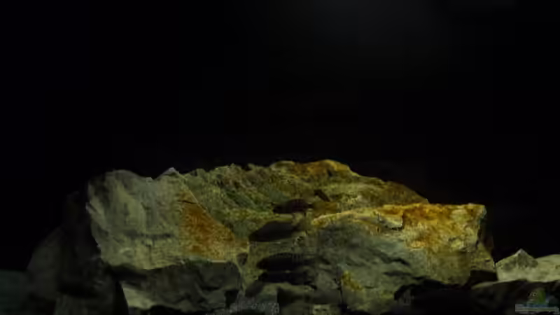 Besatz im Aquarium Aulonocara-Kindergarten wurde geschlossen von DER YBBSTALER (6)