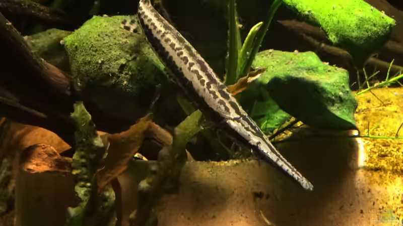 Besatz im Aquarium Baby Knochenhechte von Captain Gü (15)