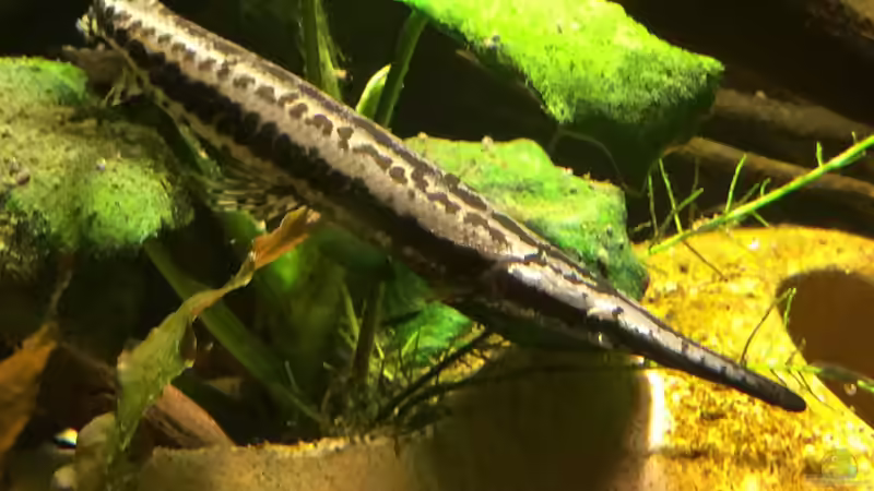 Besatz im Aquarium Baby Knochenhechte von Captain Gü (16)