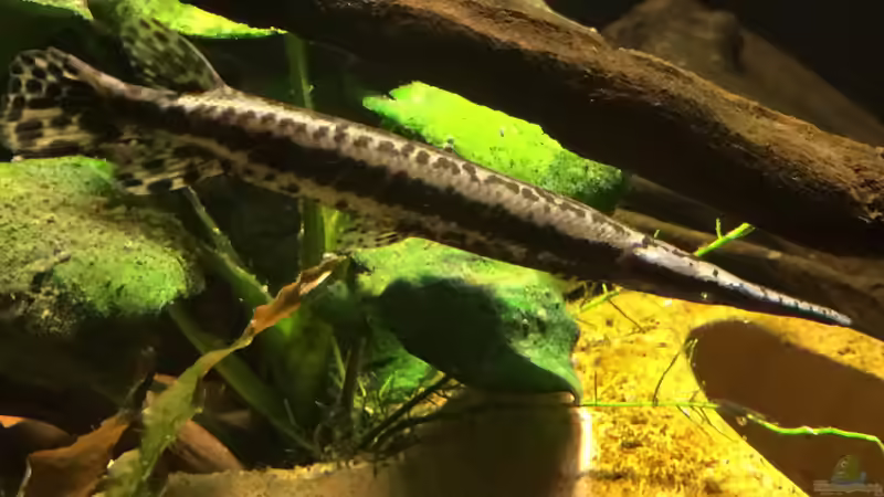 Besatz im Aquarium Baby Knochenhechte von Captain Gü (17)