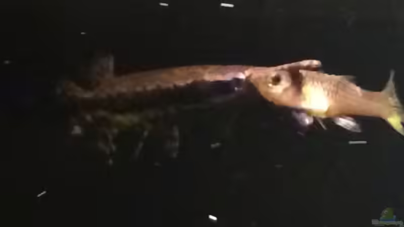 Besatz im Aquarium Baby Knochenhechte von Captain Gü (26)