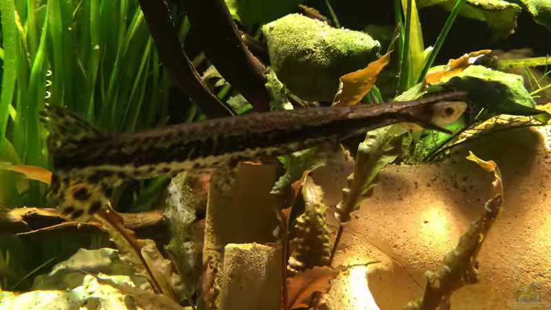 Besatz im Aquarium Baby Knochenhechte von Captain Gü (27)