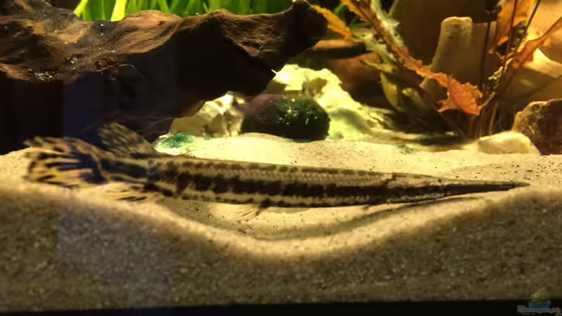 Besatz im Aquarium Baby Knochenhechte von Captain Gü (28)