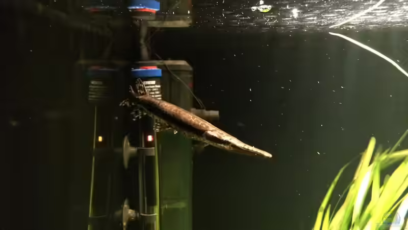 Besatz im Aquarium Baby Knochenhechte von Captain Gü (29)