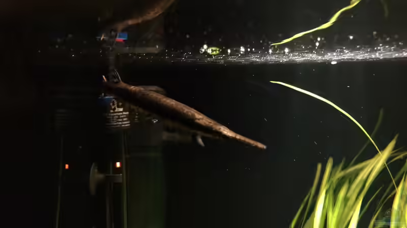 Besatz im Aquarium Baby Knochenhechte von Captain Gü (30)