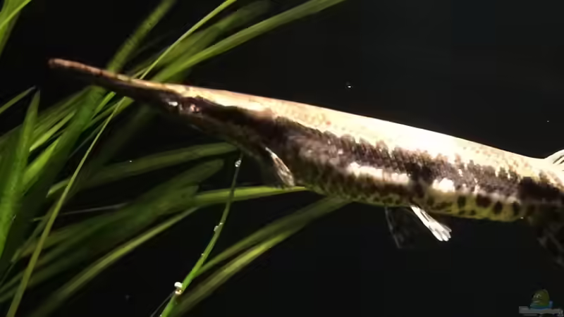 Besatz im Aquarium Baby Knochenhechte von Captain Gü (33)