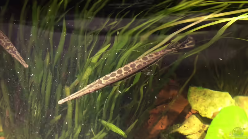 Besatz im Aquarium Baby Knochenhechte von Captain Gü (34)