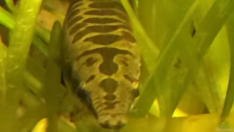 Besatz im Aquarium Baby Knochenhechte von Captain Gü (35)