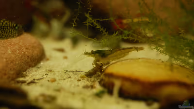 Besatz im Aquarium Bachaquarium von madate (12)