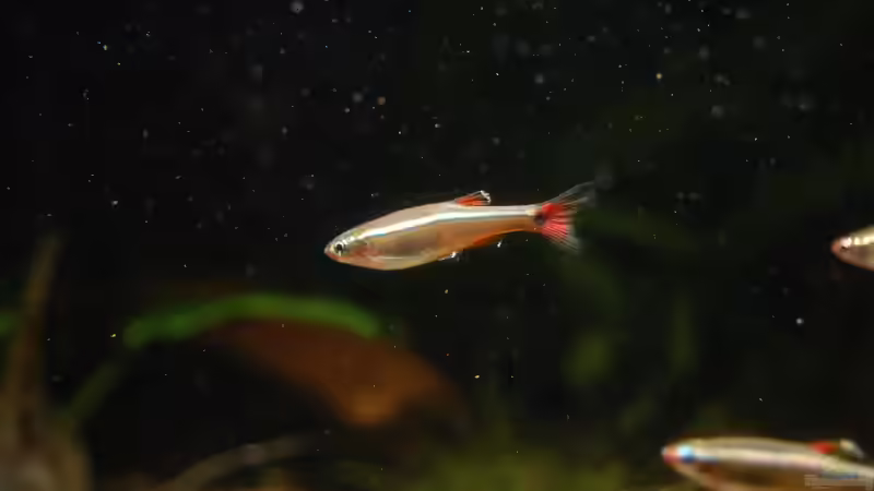 Besatz im Aquarium Bachaquarium von madate (15)