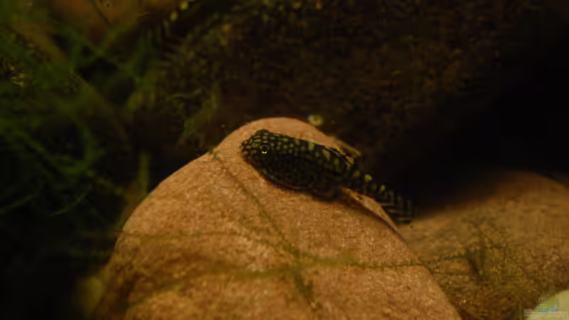 Besatz im Aquarium Bachaquarium von madate (17)