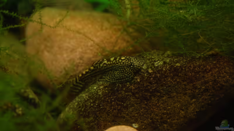 Besatz im Aquarium Bachaquarium von madate (18)