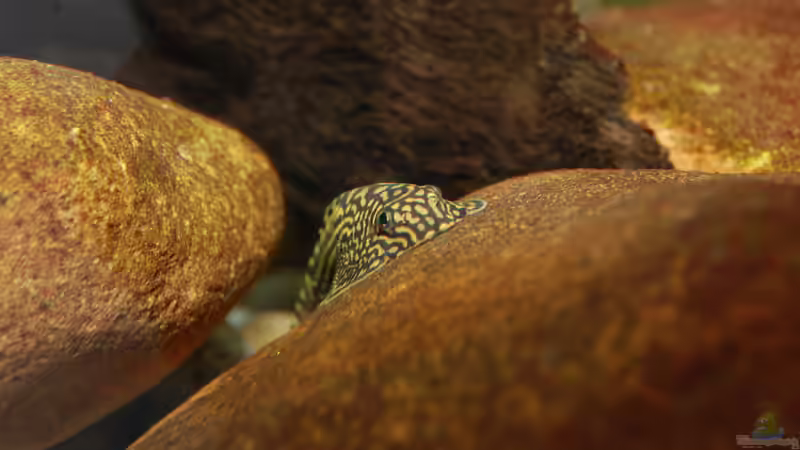 Besatz im Aquarium Bachaquarium von madate (6)