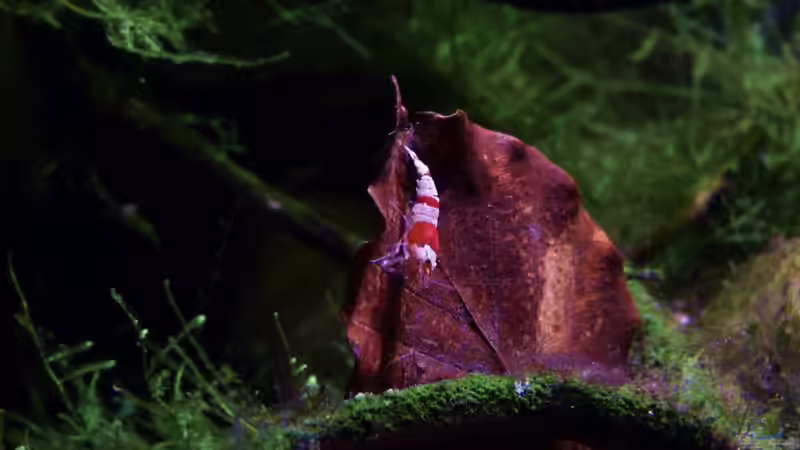 Besatz im Aquarium Bachbiotop von Aquajonas (17)