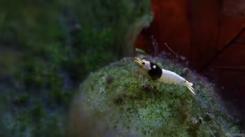 Besatz im Aquarium Bachbiotop von Aquajonas (18)