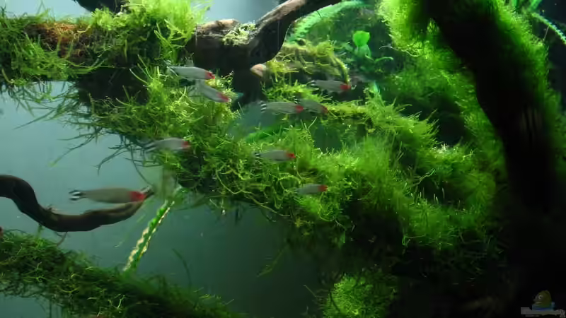 Besatz im Aquarium Bachlauf im Tiefsten Jungle /Nur noch Beispiel von johnK (26)