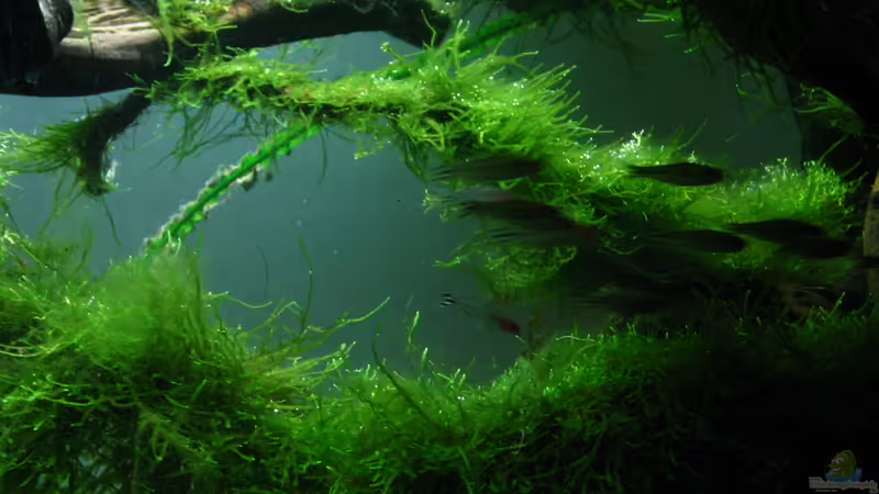Besatz im Aquarium Bachlauf im Tiefsten Jungle /Nur noch Beispiel von johnK (28)